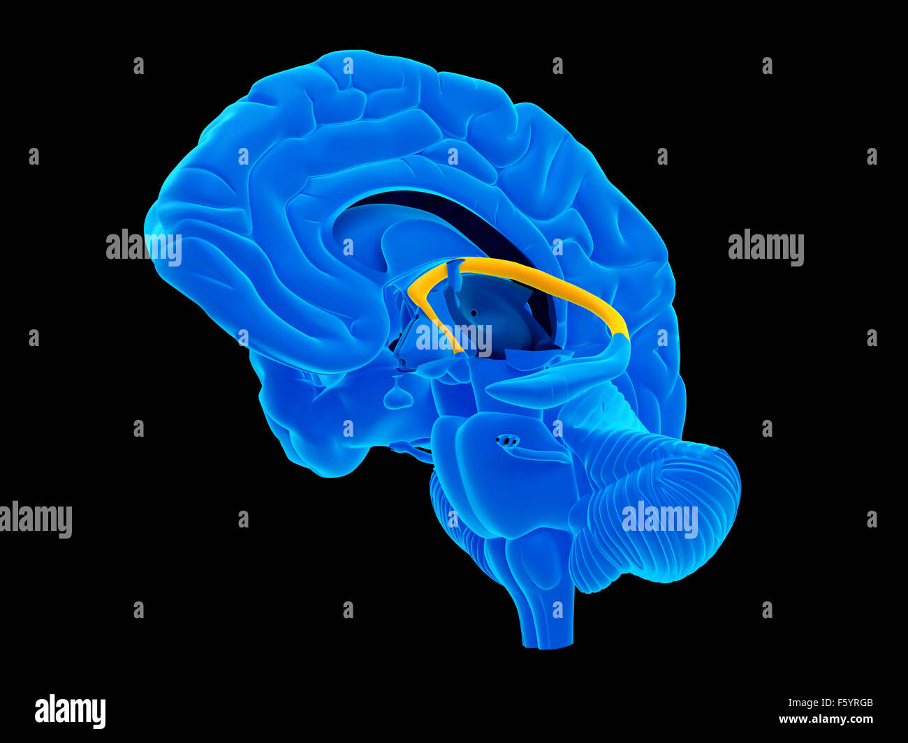 <p>limbic system</p>