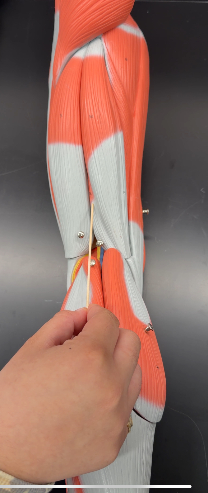<p>name the muscle and its function</p>