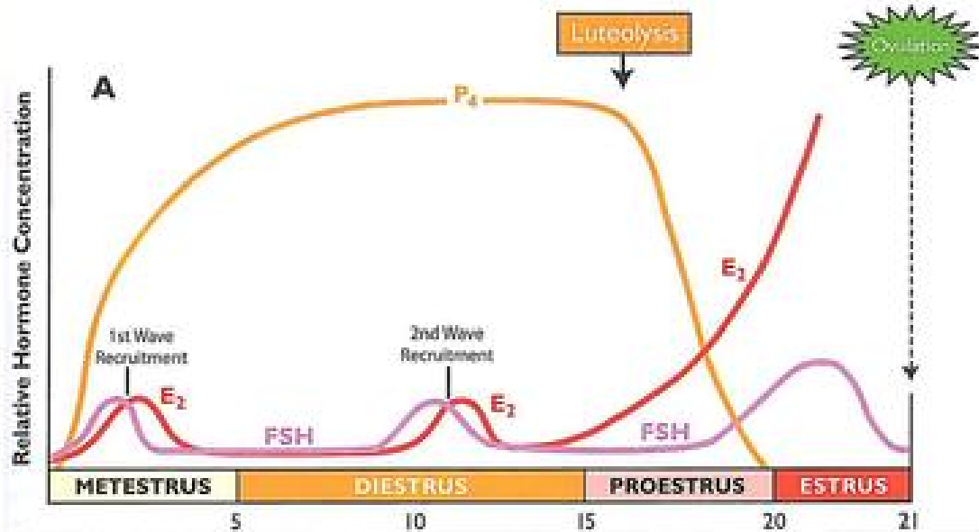 <ul><li><p>Small FSH rises during metestrus (1st recruitment) and diestrus (2nd recruitment) of antral follicles</p></li><li><p>Growing follicles secrete estradiol and inhibin that suppress FSH through negative feedback.</p></li></ul><p></p>