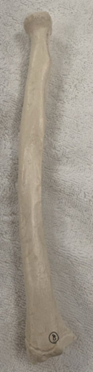 <p>8</p>