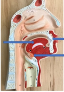 <p>name the parts</p>
