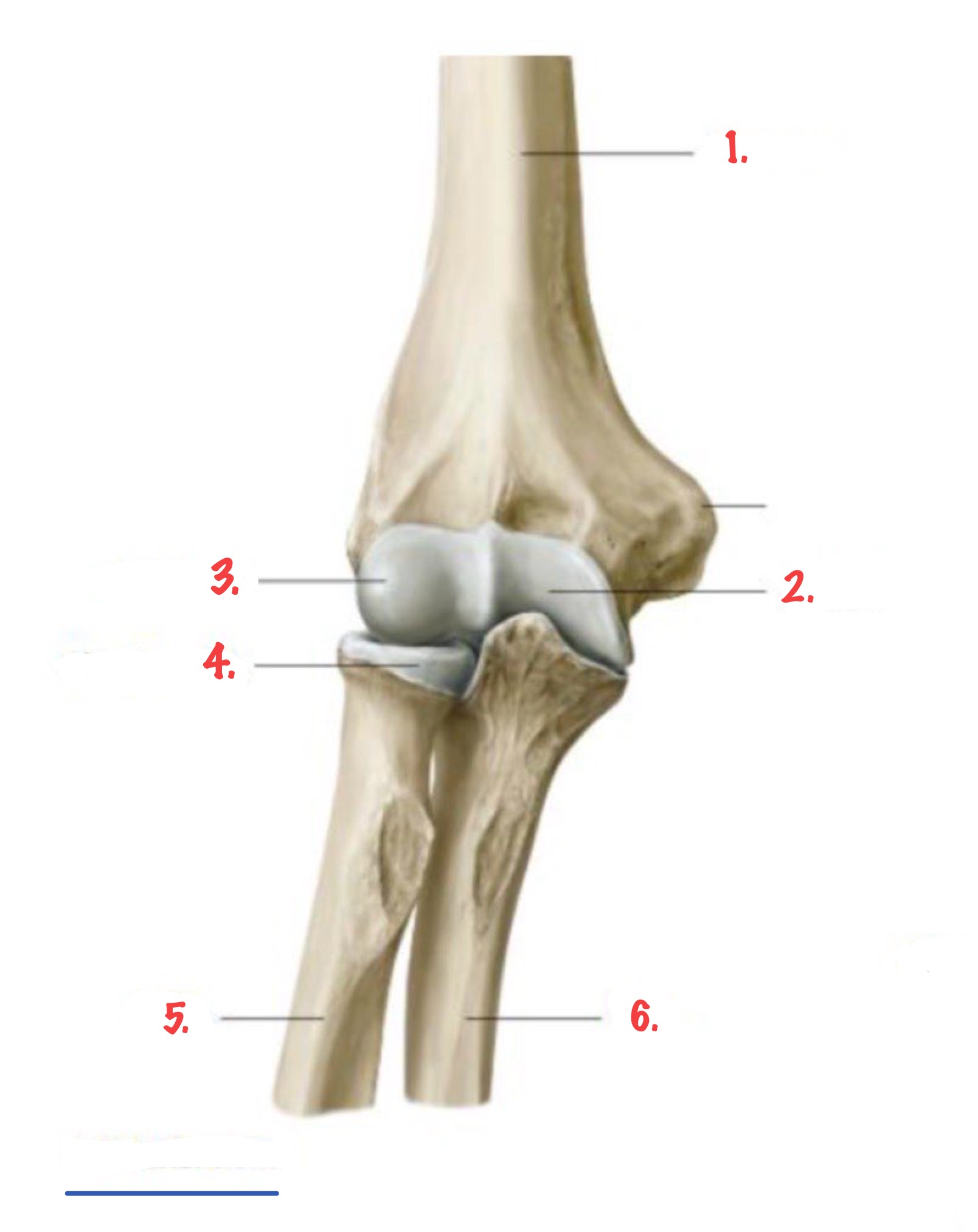 <p>Identify 6.</p>