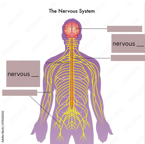 <p><strong>Fill in the blanks (Nervous system)</strong></p>