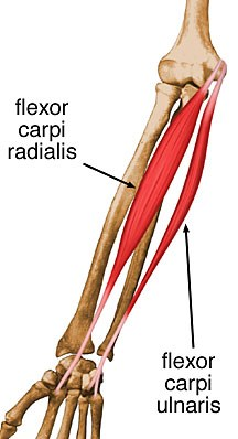 <p>Flexor carpi radialis* **(Muscles of the anterior forearm - wrist, hand, &amp; digit movement 3 of 5):</p><p>What is OIAS<span style="color: rgb(216, 14, 14);">A</span>?</p>