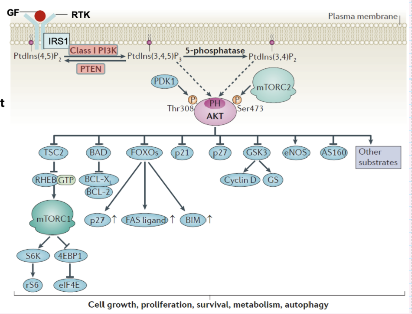 <ul><li><p><strong>Growth factor (GF) → RTK activation → IRS1 → PI3K activation</strong></p></li><li><p>PI3K converts <strong>PIP2 → PIP3</strong></p></li><li><p><strong>PTEN opposes PI3K</strong> (converts PIP3 back to PIP2)</p></li><li><p>PIP3 recruits <strong>PDK1 and AKT</strong></p></li><li><p>AKT activated by:</p><ul><li><p><strong>PDK1 (Thr308 phosphorylation)</strong></p></li><li><p><strong>mTORC2 (Ser473 phosphorylation)</strong></p></li></ul></li><li><p>Activated AKT acts as a central <strong>pro-survival and growth regulator</strong></p></li></ul><p></p>