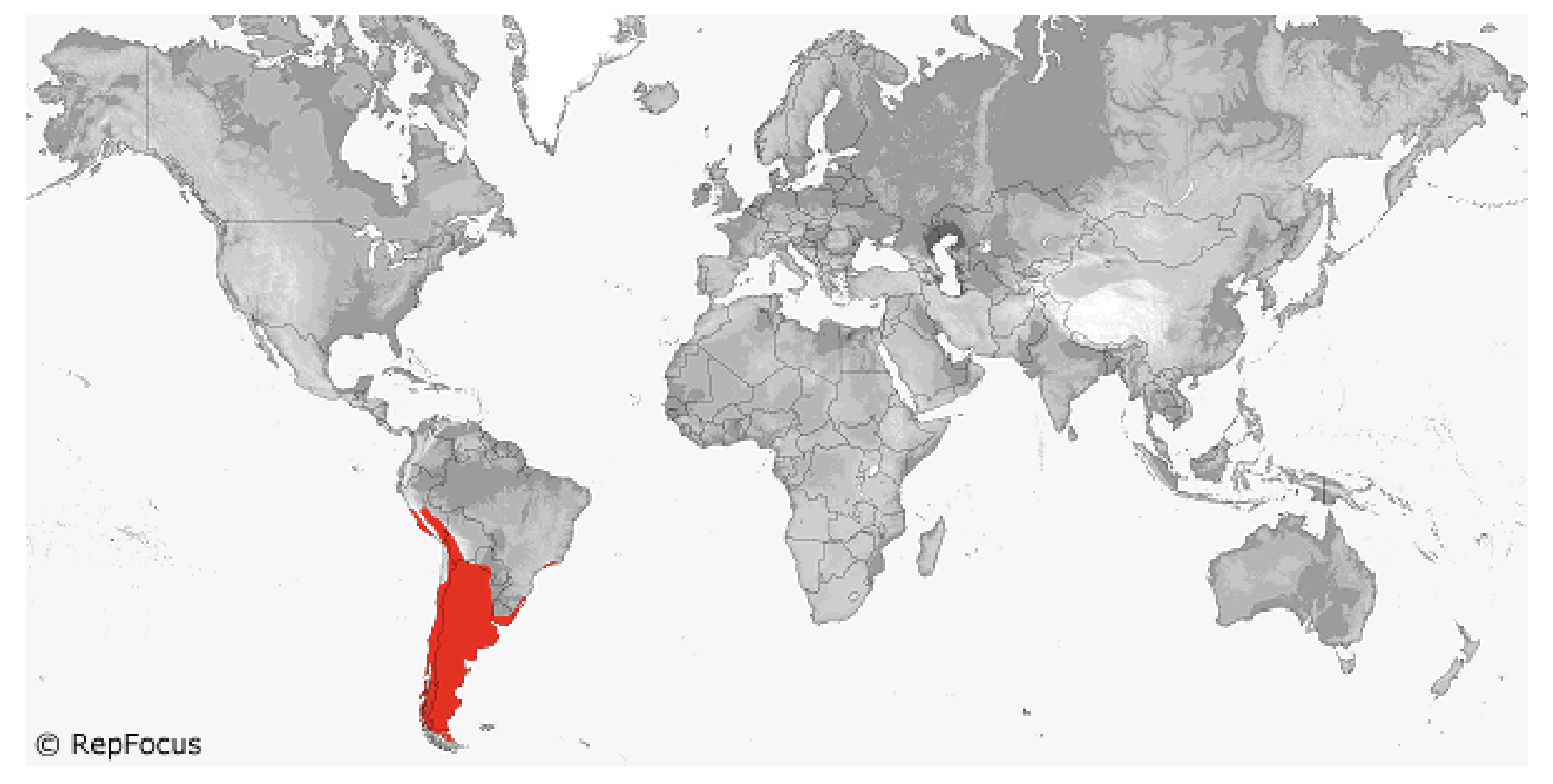 <p><span style="background-color: transparent;">Liolaemidae </span></p>