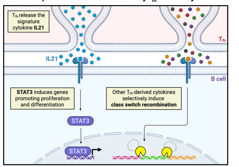 <p>of key Tfh–derived cytokines</p><ul><li><p>Tfh release the signature cytokine IL21 </p></li><li><p>STAT3 induces genes promoting proliferation + differentiation </p></li><li><p>Other Tfh derived cytokines selectively induce class-switch recombination</p></li></ul><p></p>