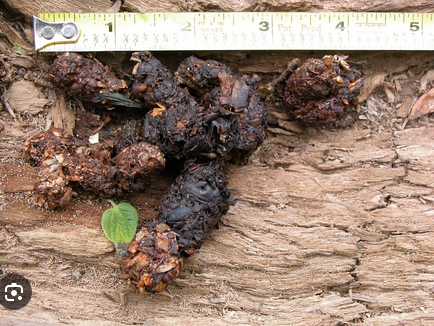 <p>Scat has blunt ends, seeds, often use latrines. Look for plant material to distinguish from cats.</p>