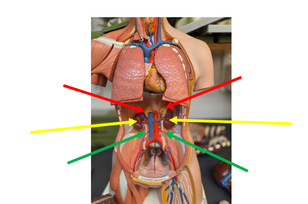 <p>Adrenal Glands (Human)</p>