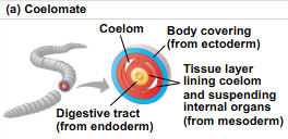<p>In coelomate animals, what does the tissue do?</p>