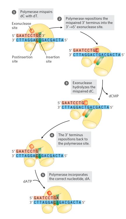 <p>its used for error correction to ensure fidelity of the replicated DNA. When the wrong nucleotide is added, the DNA polymerase is unable to translocate and continue to add nucleotides. The 3’→5’ exonuclease permits the enzyme to remove a newly added nucleotide so that it can add the correct nucleotide (structure of the editing site favours non-canonical base pairs). (look at image for steps)</p>
