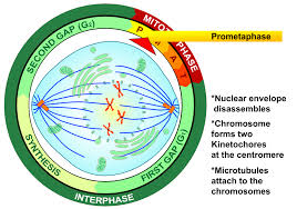 <p>-Chromosomes continue to condense and are more visible </p><p>-Kinetochores appear at the centromere, and kinetochore microtubules attach</p><p>-Centrosomes continue to more towards opposite poles</p>