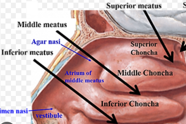 <p>Air passages beneath each concha; allow airflow and drainage of sinuses and tear ducts.</p>