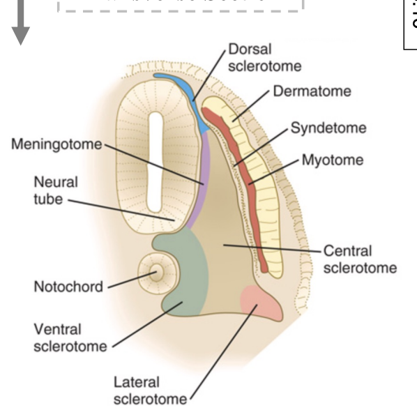 <p>ventral and central??? </p>