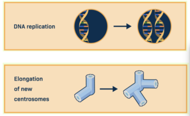<ul><li><p><span style="background-color: transparent;">The second stage of the eukaryotic cell cycle.</span></p></li><li><p><span style="background-color: transparent;">In this, the cell replicates its DNA, producing a complete copy of each chromosome (forming sister chromatids).</span></p></li><li><p><span style="background-color: transparent;">The cell also continues to grow and duplicate organelles and centrosomes.</span></p></li></ul><p></p>