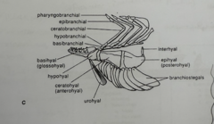 <p>- basihyal</p><p>- hypohyal</p><p>- epihyal</p><p>- interhyal</p><p>- ceratohyal</p>