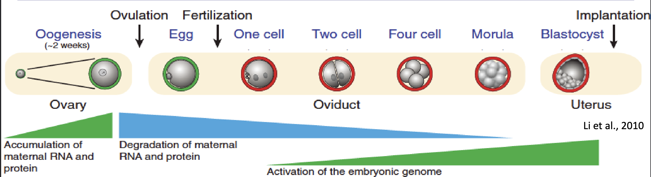 <ul><li><p>degradation of maternal RNA and proteins accumulated in ooplasm during oogenesis </p></li><li><p>Embryo genome activation and replacement of maternal-derived w/ embryo transcripts </p></li><li><p>embryo takes ‘ownership’ of gene expression and cell biology of blastomeres</p></li></ul><p></p>