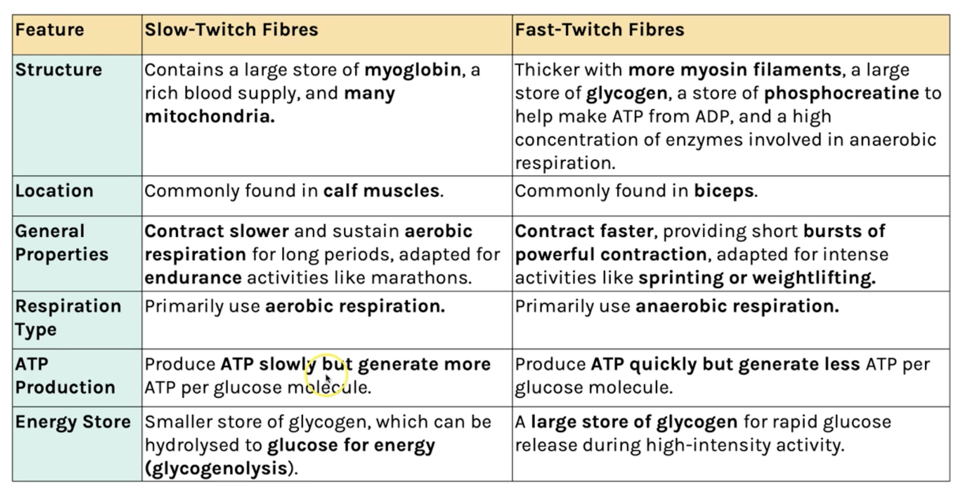 <p>fast twitch = fast, powerful, but tire quickly<br>slow twitch = slower, less powerful, but don’t tire easily</p><p><span style="font-size: var(--ck-content-font-size);">fast muscle fibres are specialised to provide quick, powerful contractions<br>slow muscle fibres are specialised to provide slower, weaker contractions</span></p><p><span style="font-size: var(--ck-content-font-size);">fast: found in arms and legs, use anaerobic and phosphocreatine, contain a lot of phosphocreatine and few mitochondria </span></p><p><span style="font-size: var(--ck-content-font-size);">slow: found in calfs and back, mainly aerobic respiration, contain many mitochondria </span></p><p class="sc-fQpSrZ sc-eKbIwQ bvYkPV fmVORH"></p>
