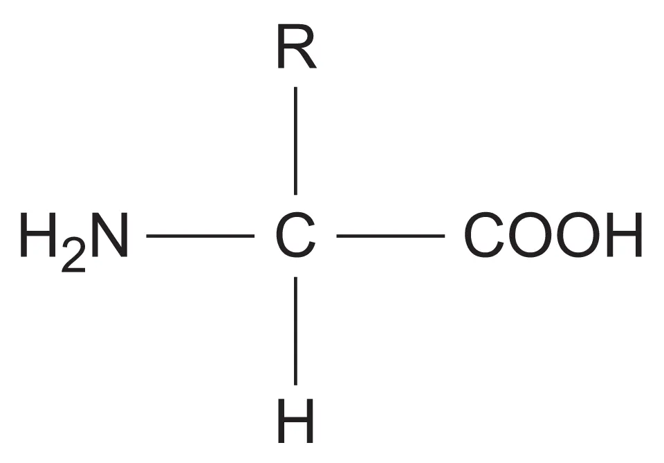 <p><span>where NH</span><sub>2</sub><span> represents an amine group, COOH represents a carboxyl group and R represents a side chain</span></p>