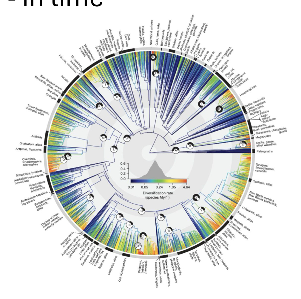 <ul><li><p>tree includes nearly every single species of bird on Earth</p></li><li><p>branches are colored by diversification rate</p></li><li><p>blue clades tend to be early burst</p></li><li><p>red clades are mostly late burst</p></li></ul><p></p>