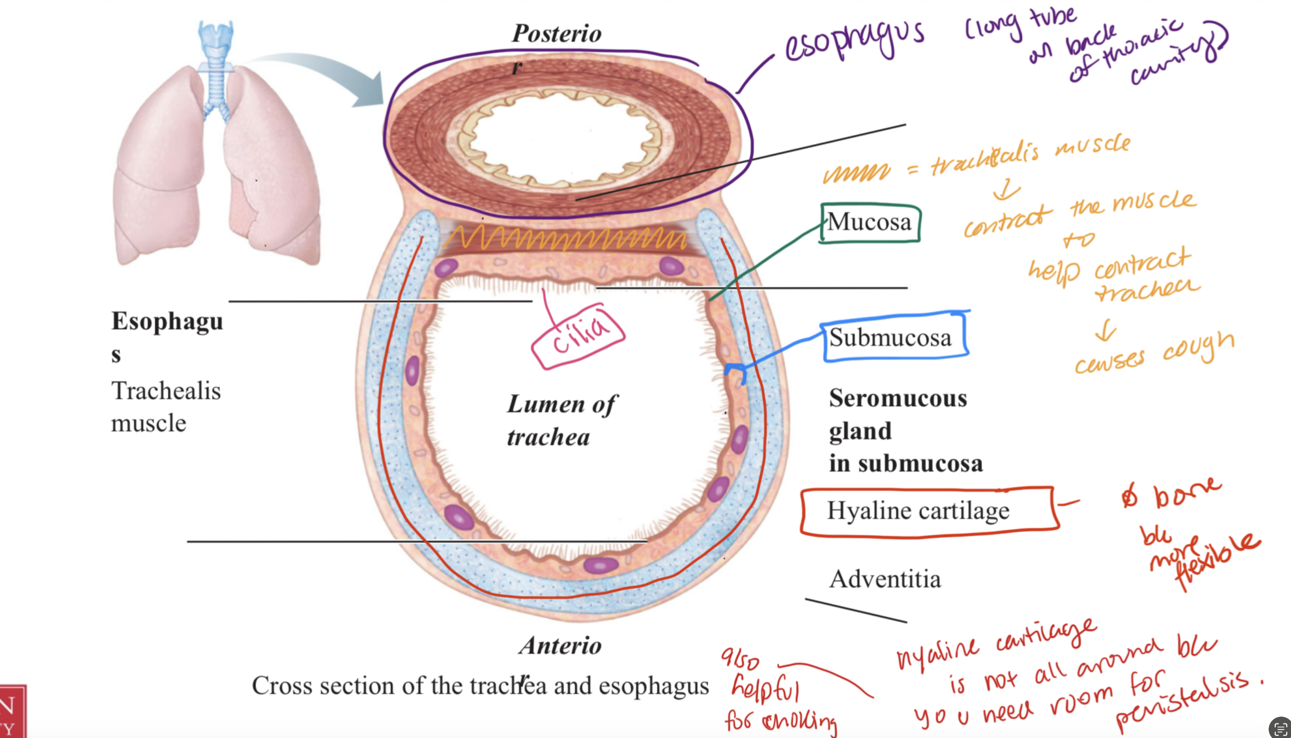 <p><strong><u>Trachea</u></strong></p><ul><li><p>made of <strong>hyaline cartilage </strong> b/c it provides flexibility to stretch without breaking</p></li><li><p>there is cilia for moving food</p></li><li><p><strong>anterior </strong>to the esophagus</p></li></ul><p></p><p></p>