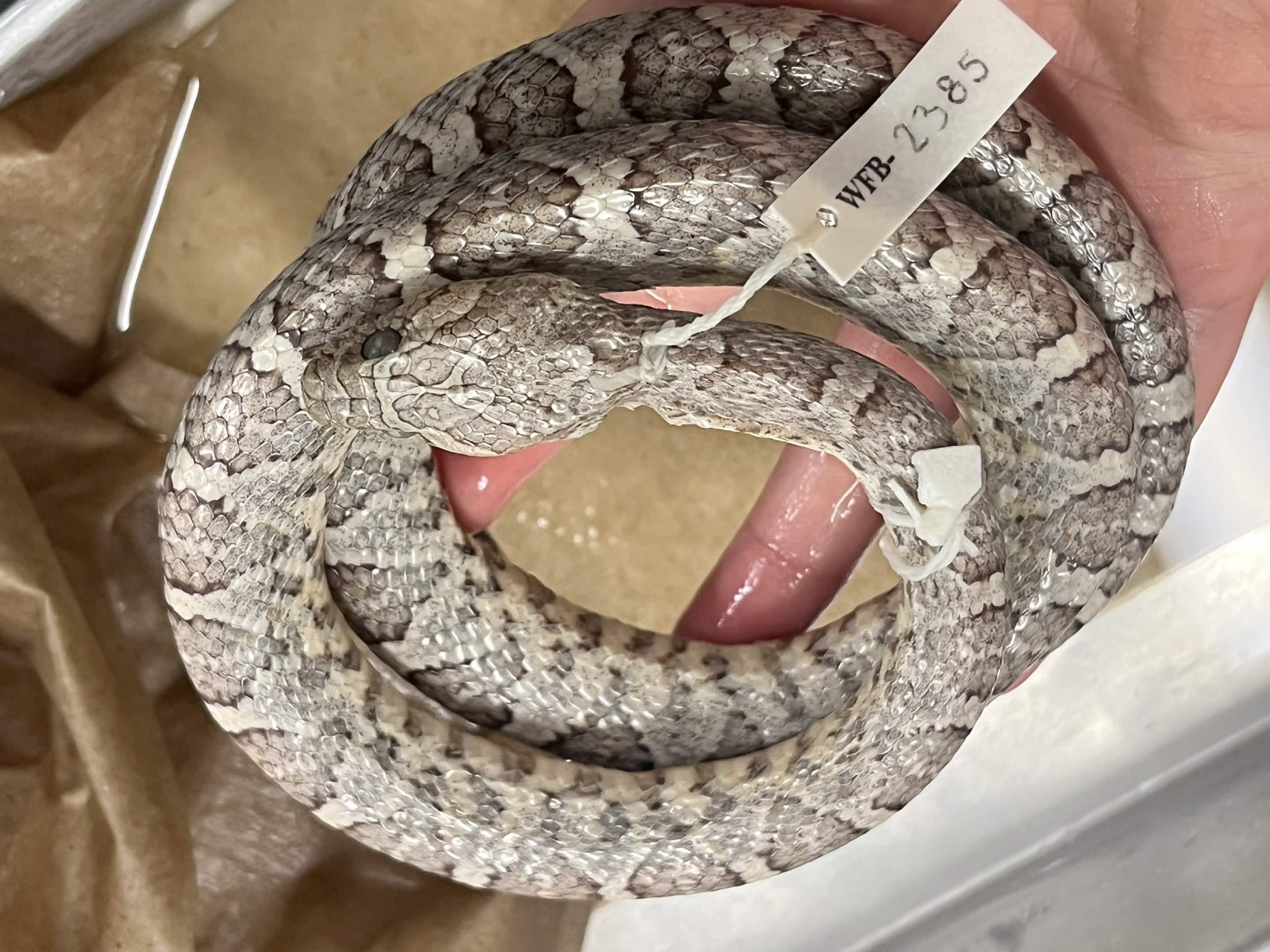 <p>Infraorder + Superfamily + Family + Scientific name?<br>- V pattern head<br>- cat eyes<br>- dark neck</p>