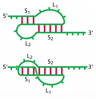 <p>The structure shown is…</p>