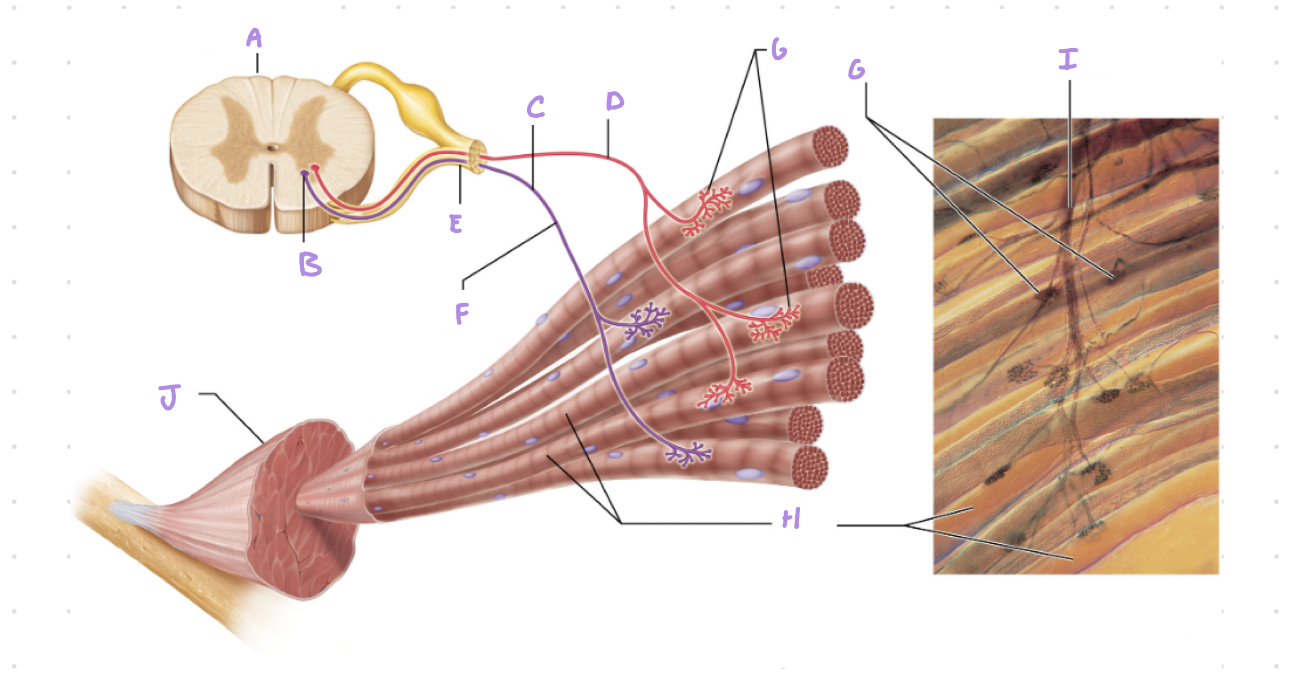 <p>Label all structures</p>