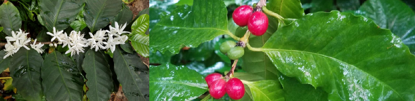 <p>What is this plant? What part of the plant has the relevant compound we discussed? What is the compound?</p>