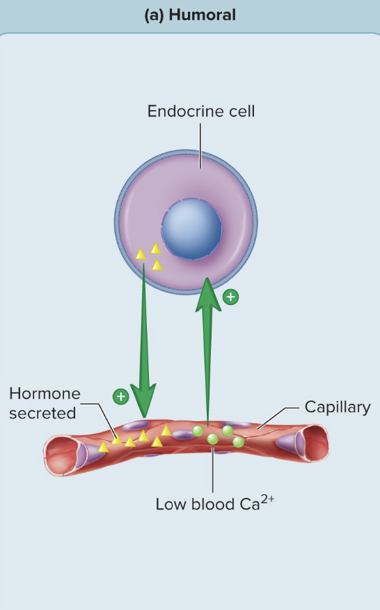 <p>Humoral Stimuli</p>