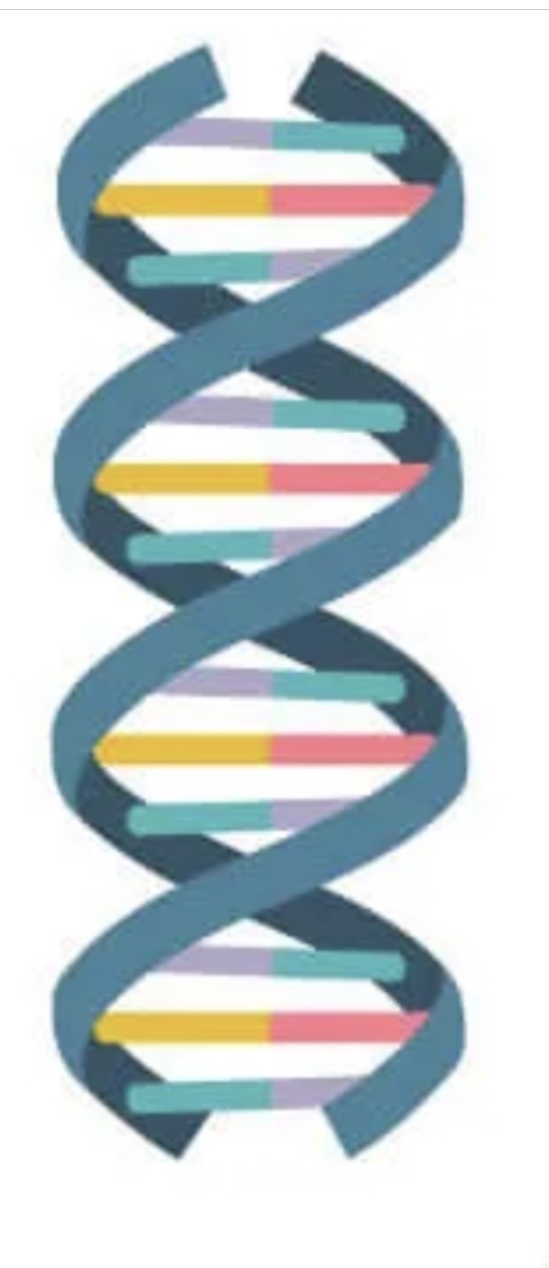 <p><span><span>Double helix with antiparallel strands.</span></span></p>