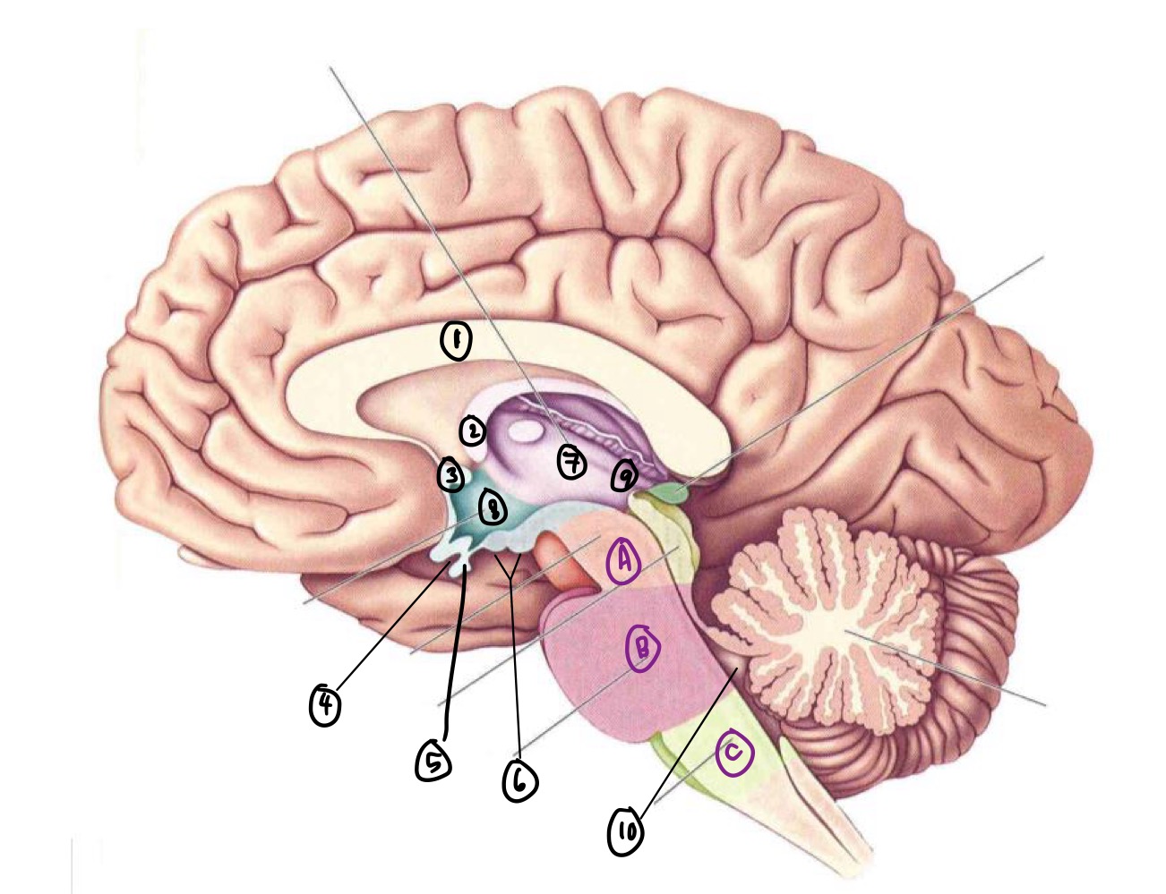 <p>What Midsagittal CNS structure is #4?</p>