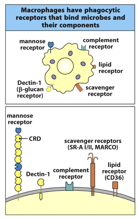 <p>Dectin-1: recognizes components common to the cell walls of fungi and some bacteria </p><p>Mannose receptor: recognizes mannosylated ligands found on some fungi, bacteria, and viruses</p><p>Scavenger receptors: recognize various types of lipoproteins common to bacterial cell walls</p><p>Complement receptors: bind to and ingest complement C3b-coated microbes (makes phagocytosis better) inducing phagocytosis </p><p>IF microbe is coated/optimized with complemntary C3B = better phagocytosis </p><p></p>