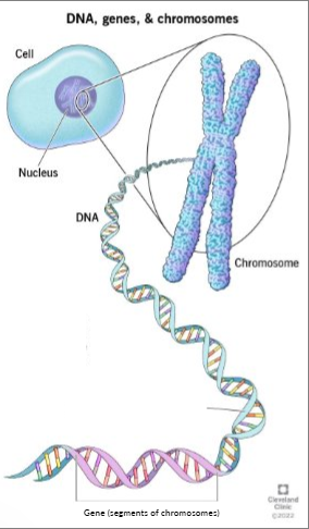<p>a chromosome is made of 1 DNA strand, along this chromosome is multiple genes, these structures are in the nucleus &nbsp;&nbsp;</p>
