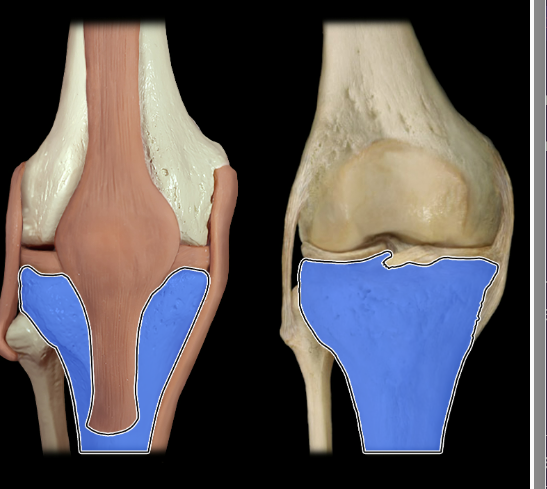 <p>anterior</p>