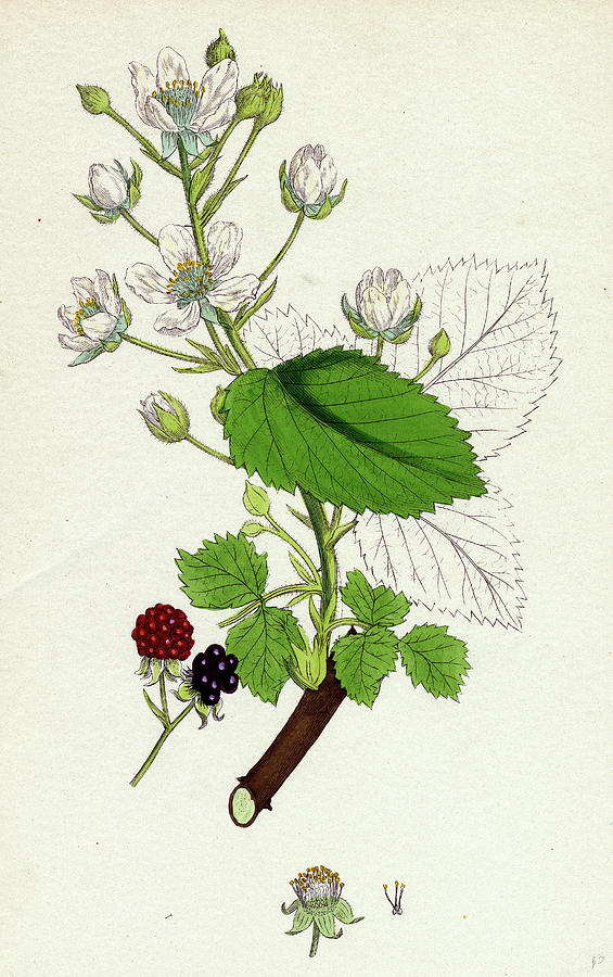 <p>Brombeere</p>