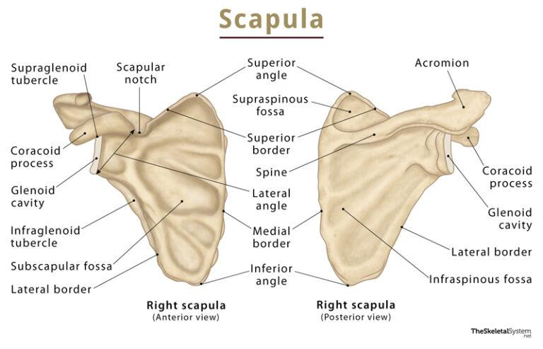<ul><li><p><strong>Glenoid cavity: Shallow socket</strong> of the scapula that<strong> articulates</strong> with the <strong>head of the humerus</strong>. Visible laterally and partially visible anteriorly</p></li><li><p><strong>Acromion: Scapular process </strong>that <strong>articulates with</strong> the <strong>acromial end</strong> of the clavicle</p></li><li><p><strong>Scapular spine: Bony ridge </strong>located on the <strong>posterior surface</strong> of the scapula</p></li><li><p><strong>Coracoid process: </strong>Bent-finger-shaped <strong>scapular process </strong>serving as an <strong>attachment site</strong> for the <strong>biceps brachii and ligaments</strong></p></li><li><p><strong>Suprascapular notch: Notch </strong>in the scapula that provides a <strong>nerve passageway</strong></p></li><li><p><strong>Infraspinous </strong>fossa: <strong>Posterior</strong> scapular depression <strong>below the spine</strong> for <strong>infraspinatus muscle attachment</strong></p></li><li><p><strong>Supraspinous</strong> fossa: <strong>Posterior </strong>scapular depression <strong>above the spine</strong> for <strong>supraspinatus muscle attachment</strong></p></li><li><p><strong>Subscapular</strong> fossa: Large depression forming the <strong>anterior surface</strong> of the scapula for <strong>subscapularis attachment</strong></p></li></ul><p></p>