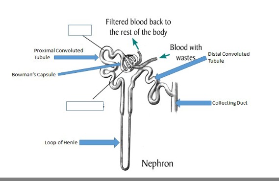 <p>distal convoluted tubule, collecting duct, loop of Henle, Bowman’s capsule, proximal convoluted tubule</p>