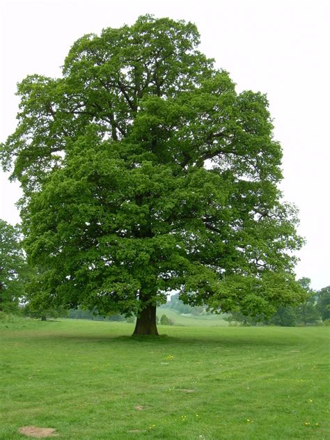 <p>tap root</p>