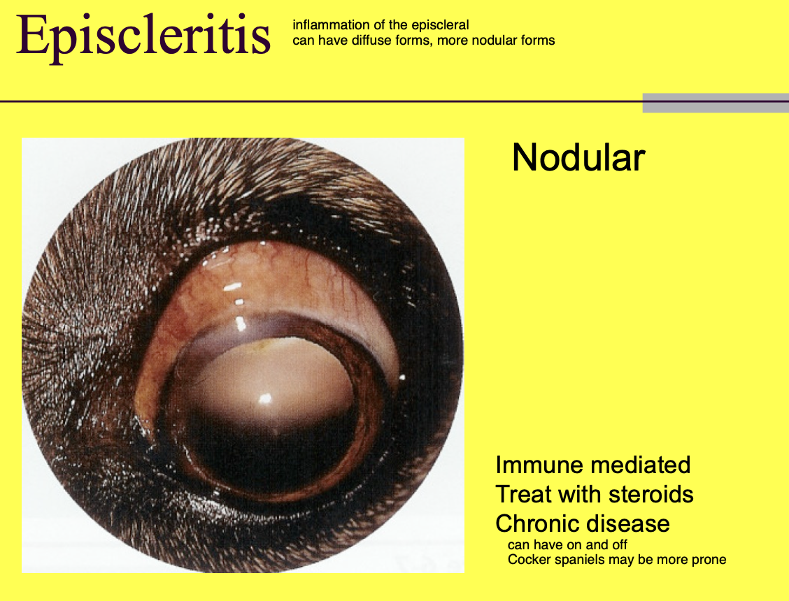 <p>immune mediated process that can be chronic</p>