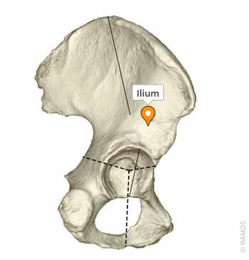 <p>Body of the Ilium</p>
