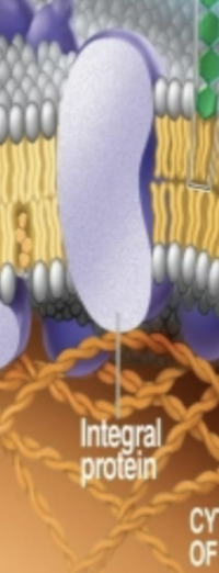 <p>integral proteins </p>