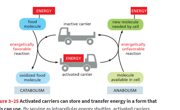 <p>A small molecule that stores energy or chemical groups in a form that can be donated to many different metabolic reactions. </p><ul><li><p>contain 1+ energy rich covalent bonds</p></li></ul><ul><li><p><u>Examples</u>: ATP, acetyl CoA, and NADH/NADPH</p></li></ul><p>they store energy as a readily transferable chemical group or as trasnferable high energy electrons</p>