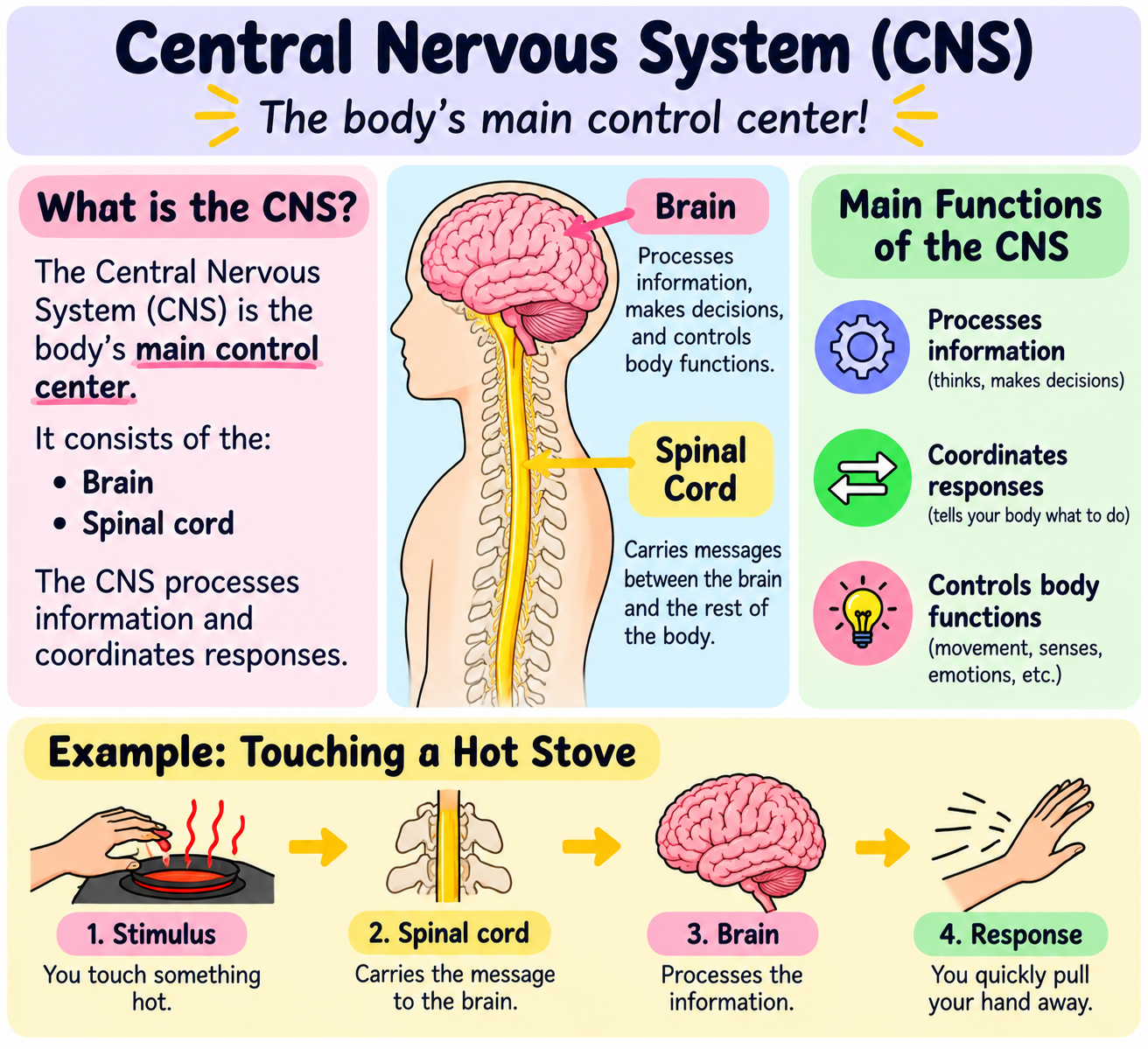 <p><span data-name="key" data-type="emoji">🔑</span><strong>Key idea: CNS = Brain + Spinal Cord = Processes information &amp; coordinates responses.</strong><br><strong>CNS = CONTROL CENTER</strong></p><p><strong>C = Central</strong><br><strong>N = Nervous</strong><br><strong>S = System</strong></p><p>Think: <span data-name="brain" data-type="emoji">🧠</span><strong> BRAIN + </strong><span data-name="bone" data-type="emoji">🦴</span><strong> SPINAL CORD = CNS</strong></p>