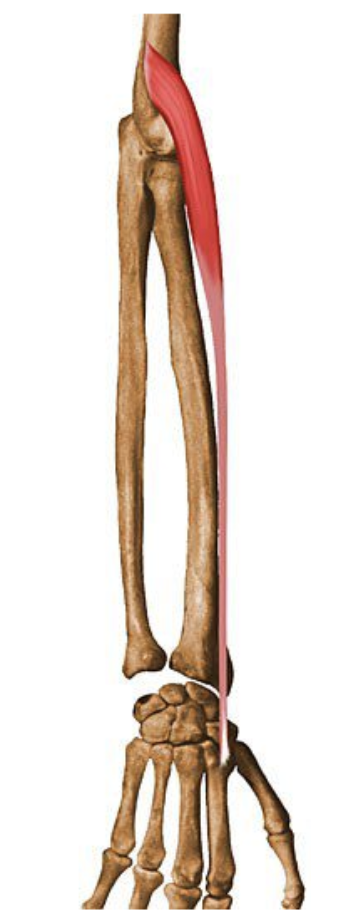 <p>What muscle is being shown? </p>