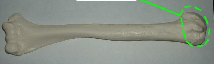 <p>articulates w the glenoid cavity</p>