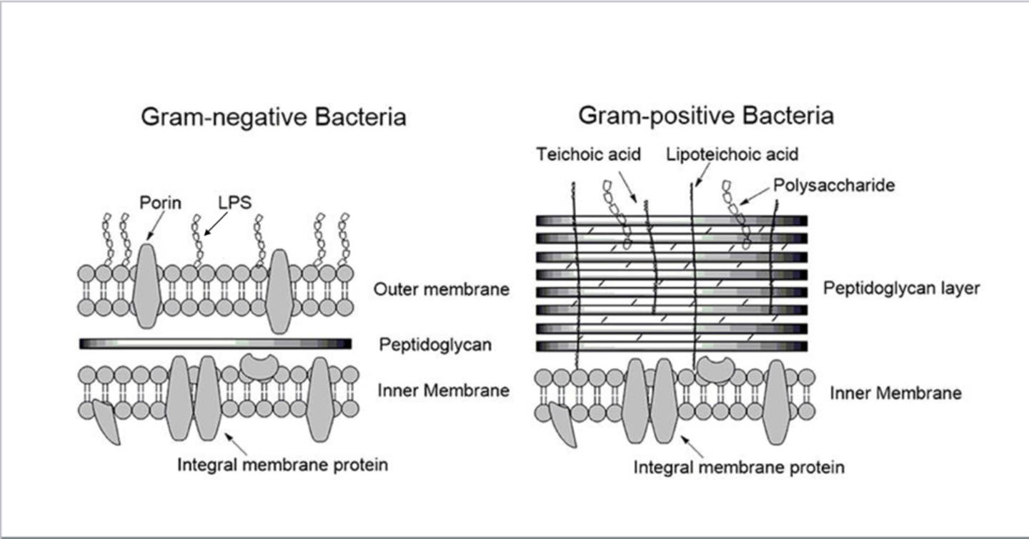 <p>- gram (-) has LPS that protect it, prevents antibiotics from attaching properly, LPS could also cause immune response</p><p>- gram (+) has cell wall to protect it, layers and layers of peptidoglycan</p>