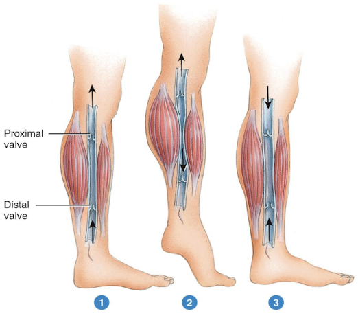 <p>valves, respiratory pump, and skeletal muscle pump</p>