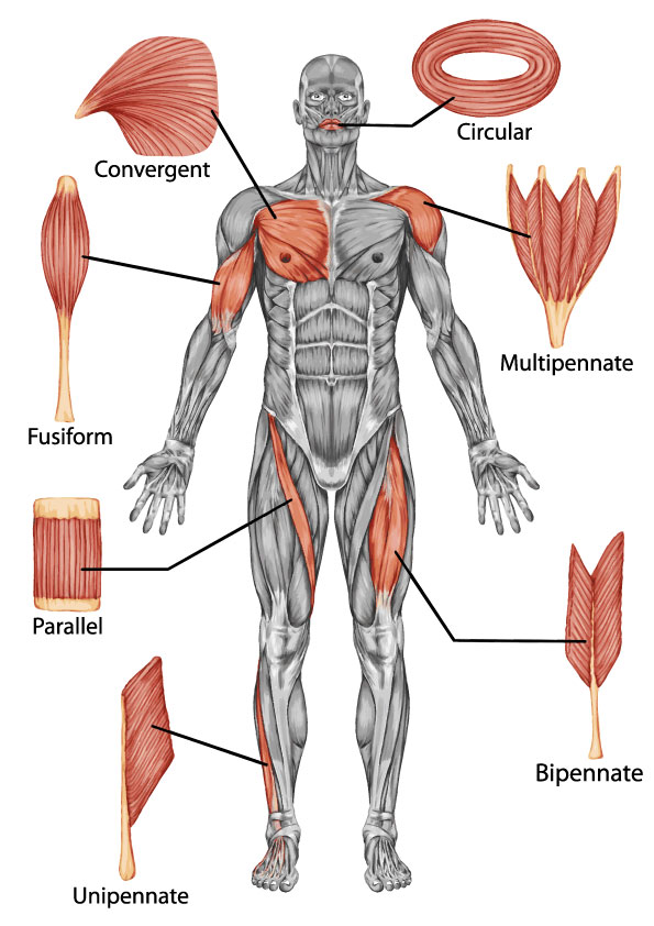 <ul><li><p>parallel</p></li><li><p>fusiform</p></li><li><p>unipennate</p></li><li><p>bipennate</p></li><li><p>multipennate</p></li><li><p>convergent</p></li></ul><p></p>