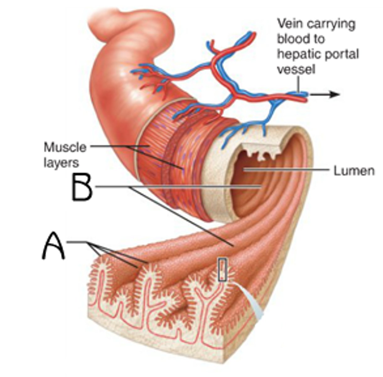 <p>increased surface area which causes greater nutrient absorption.</p>